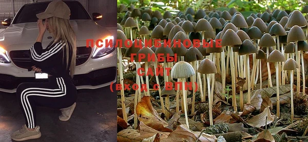 PSILOCYBIN Беломорск