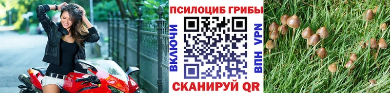 Псилоцибиновые грибы Psilocybine cubensis  закладки  Бологое 